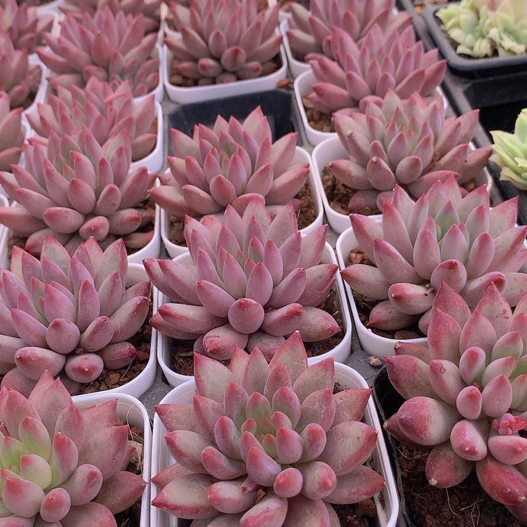 红体虞美人346789990000