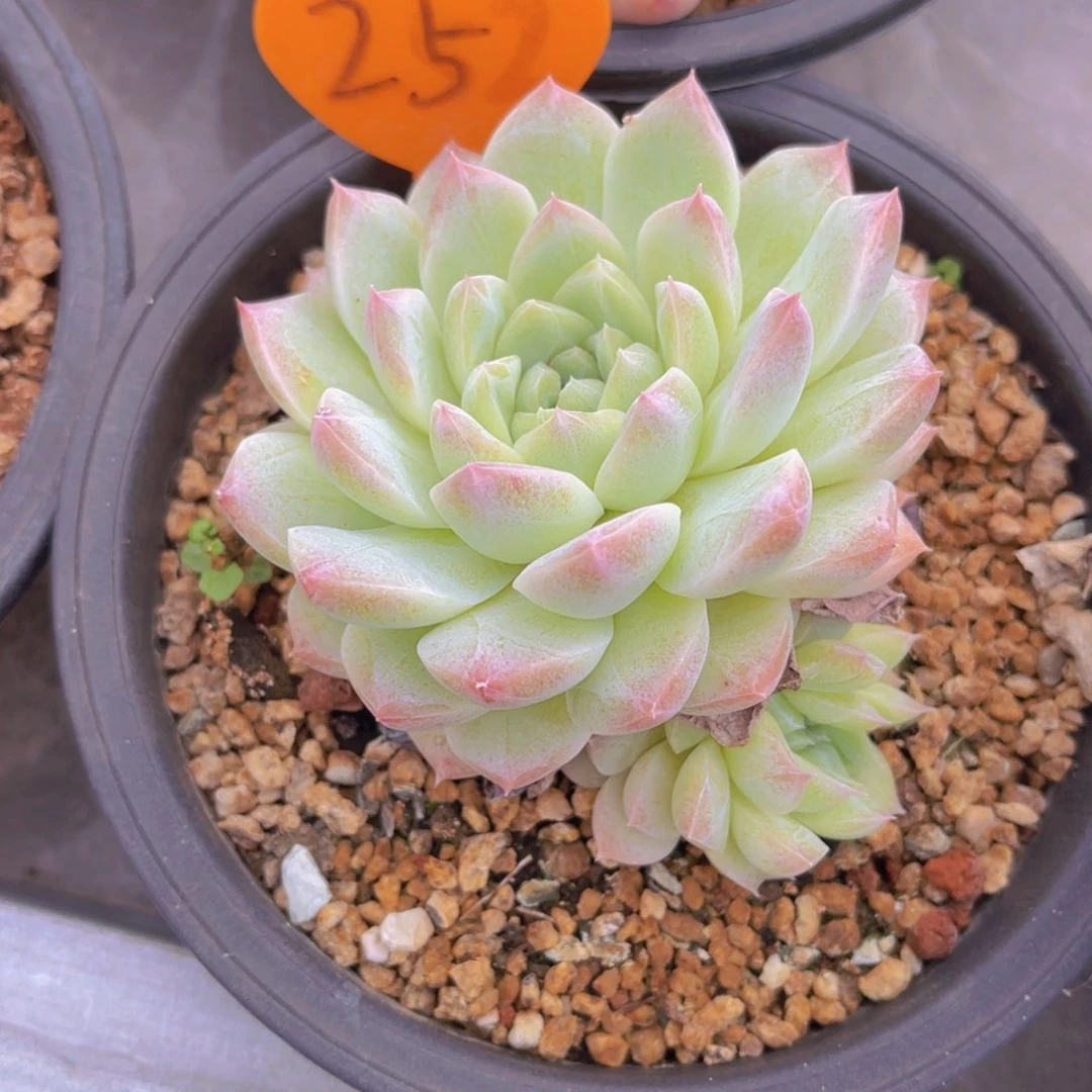 初*252号多肉植物一物一拍就