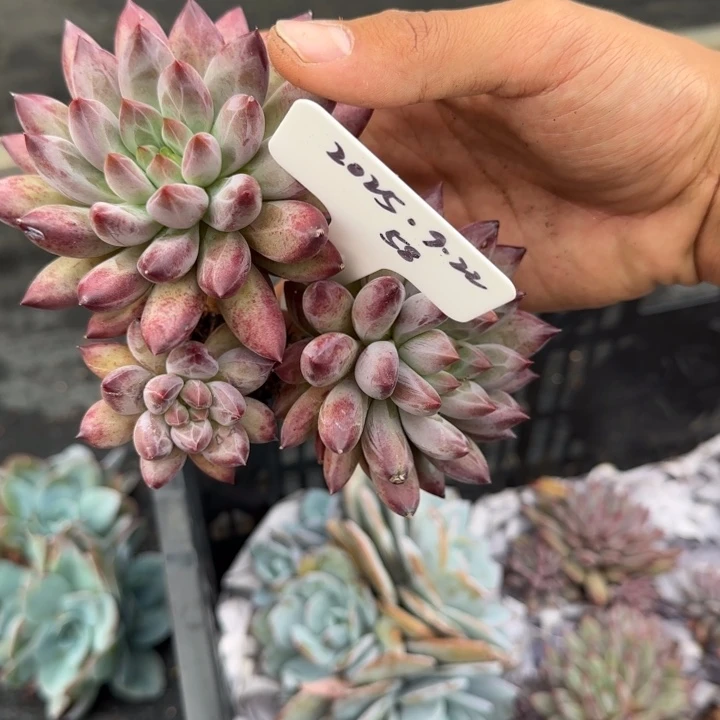 三****一物一拍羽毛纹虞美人58