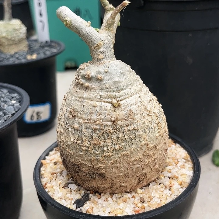 潮流植物圆胖型火星人