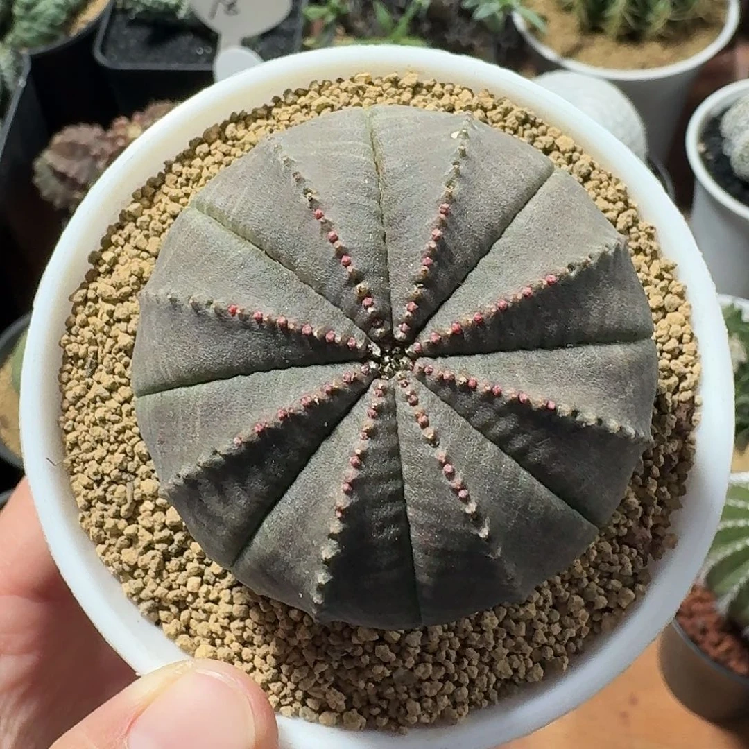 实生欧布虾仙人球123