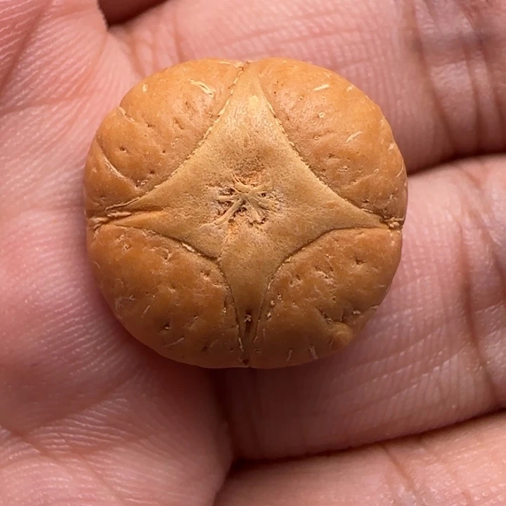 凤眼菩提吊坠尼泊尔20