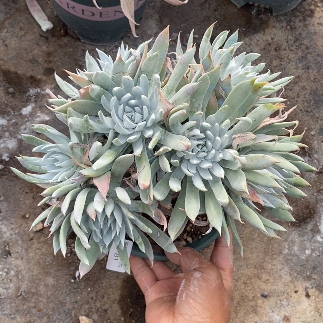 81号法瑞杂粗腿子