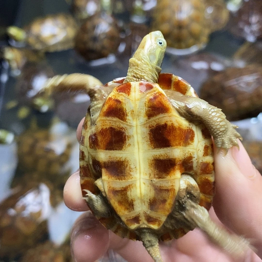 不分公母绿毛龟米*酱