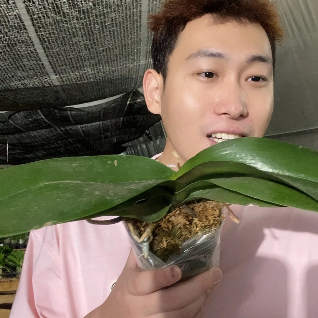 无花朵乌龙茶蝴蝶兰