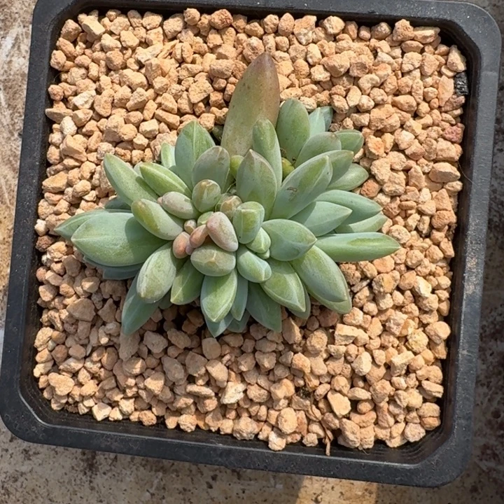 波光 群生  一物一拍