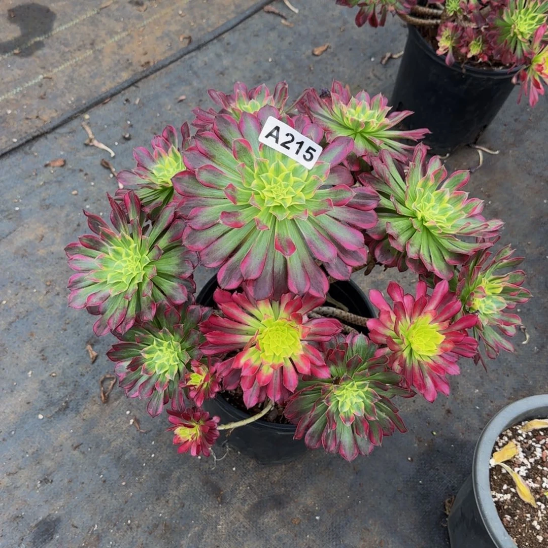 215多肉法师锦1111