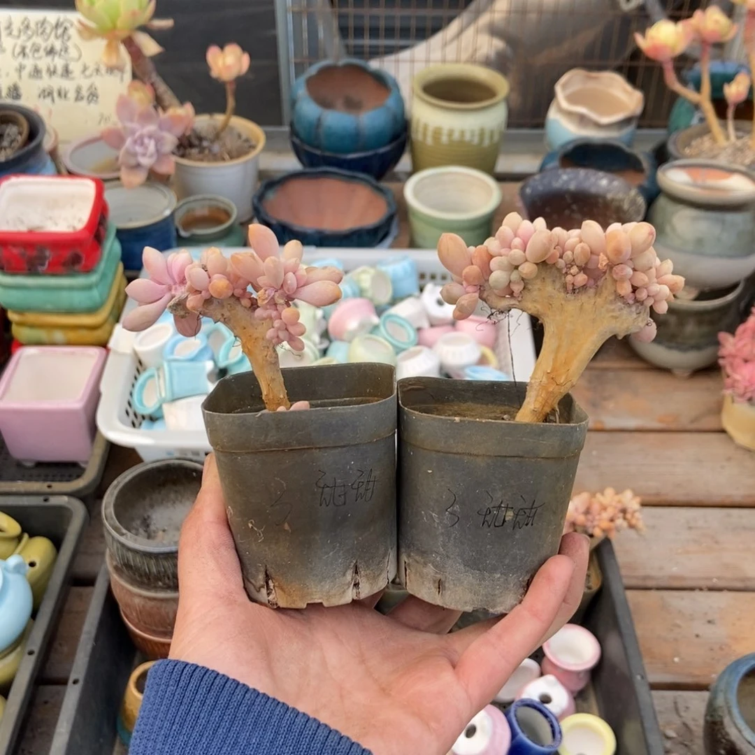 是甜甜呀加单多肉醉美人缀化两颗