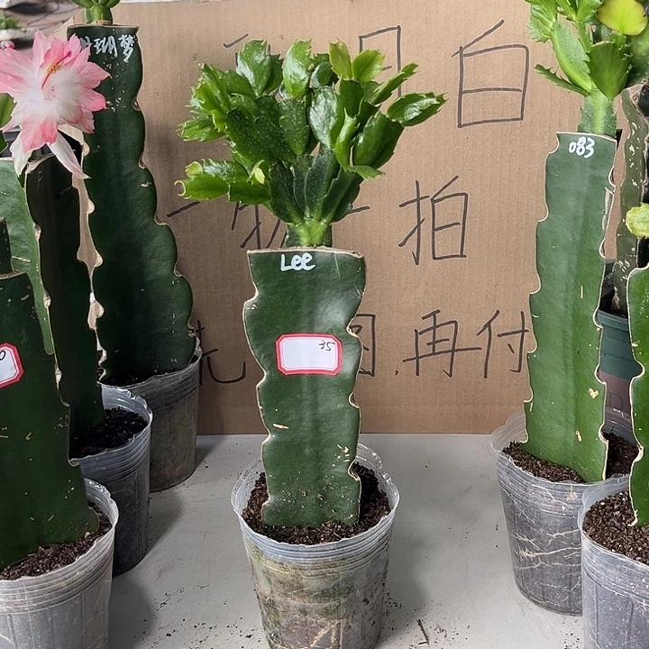 灿****当前无花朵，栽培后可花朵lee-35元
