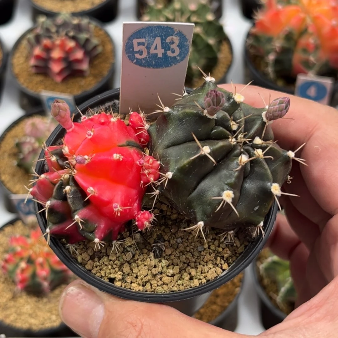 543实生双头米哈锦带盆带土