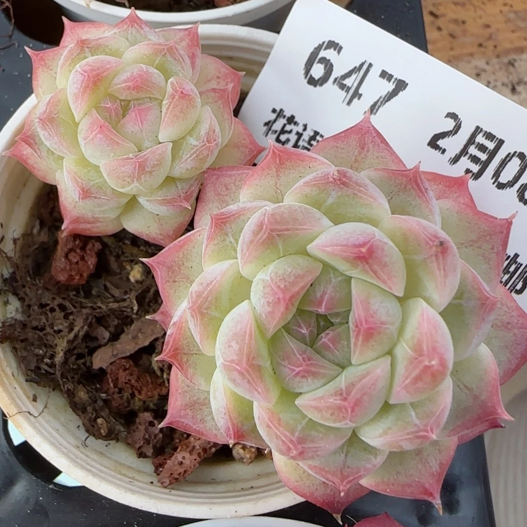 花语逸镜0208-647