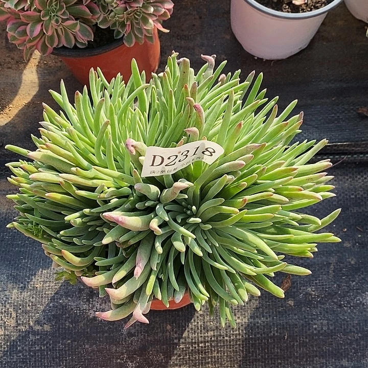 2318爱杜丽丝多肉