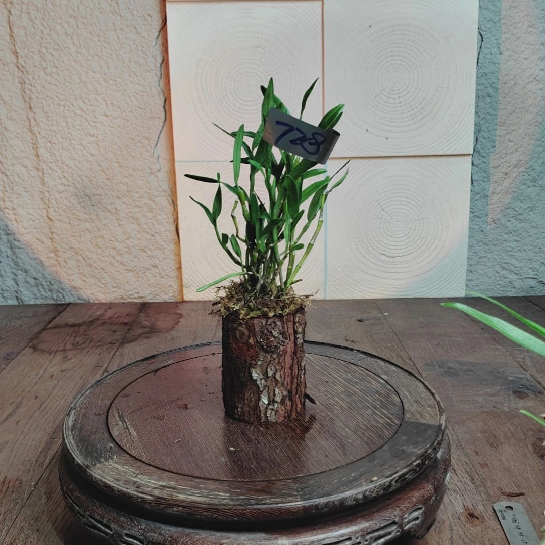 全部花朵安*?728花