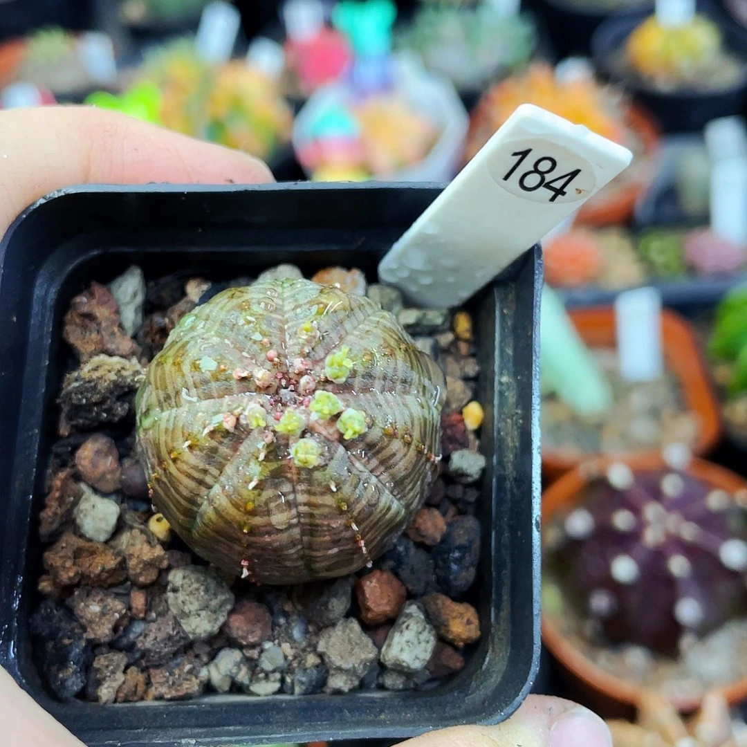 欧布非偏远地区满25包邮仙人球