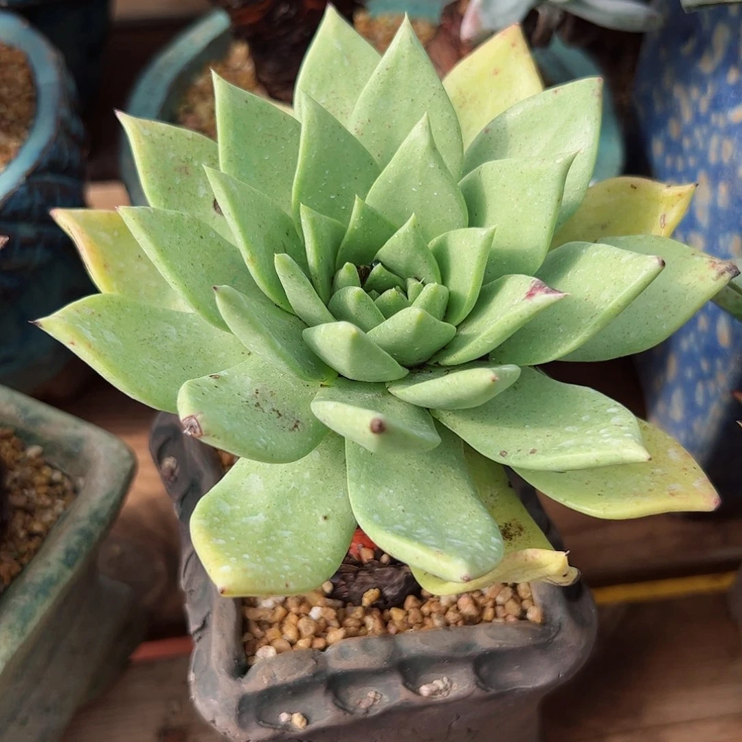 2802坎黛拉贝若仙女杯