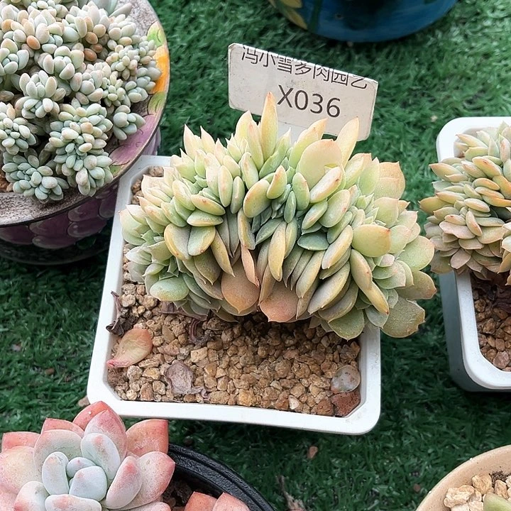 我是第一百个为妖刀应援滴打