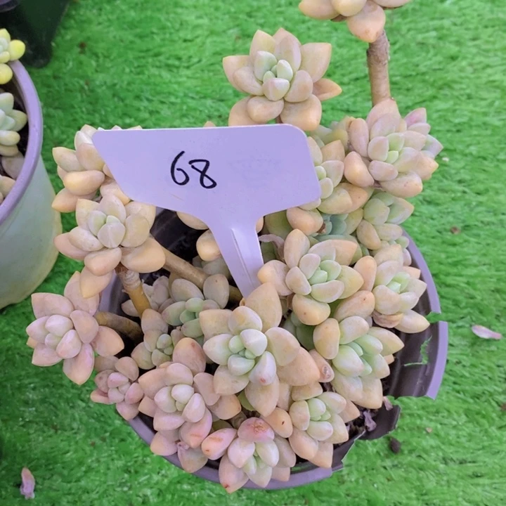 爽****?开心多肉植物多肉