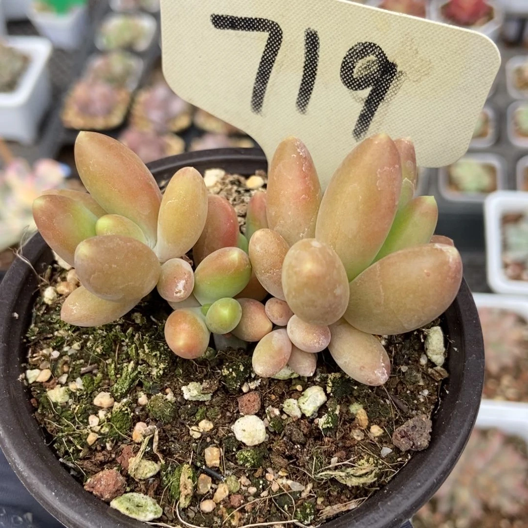 719芒果美人多肉植物保护