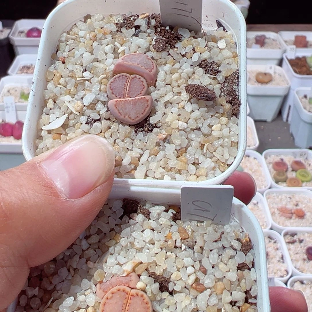 小****6211-468.我是真的不