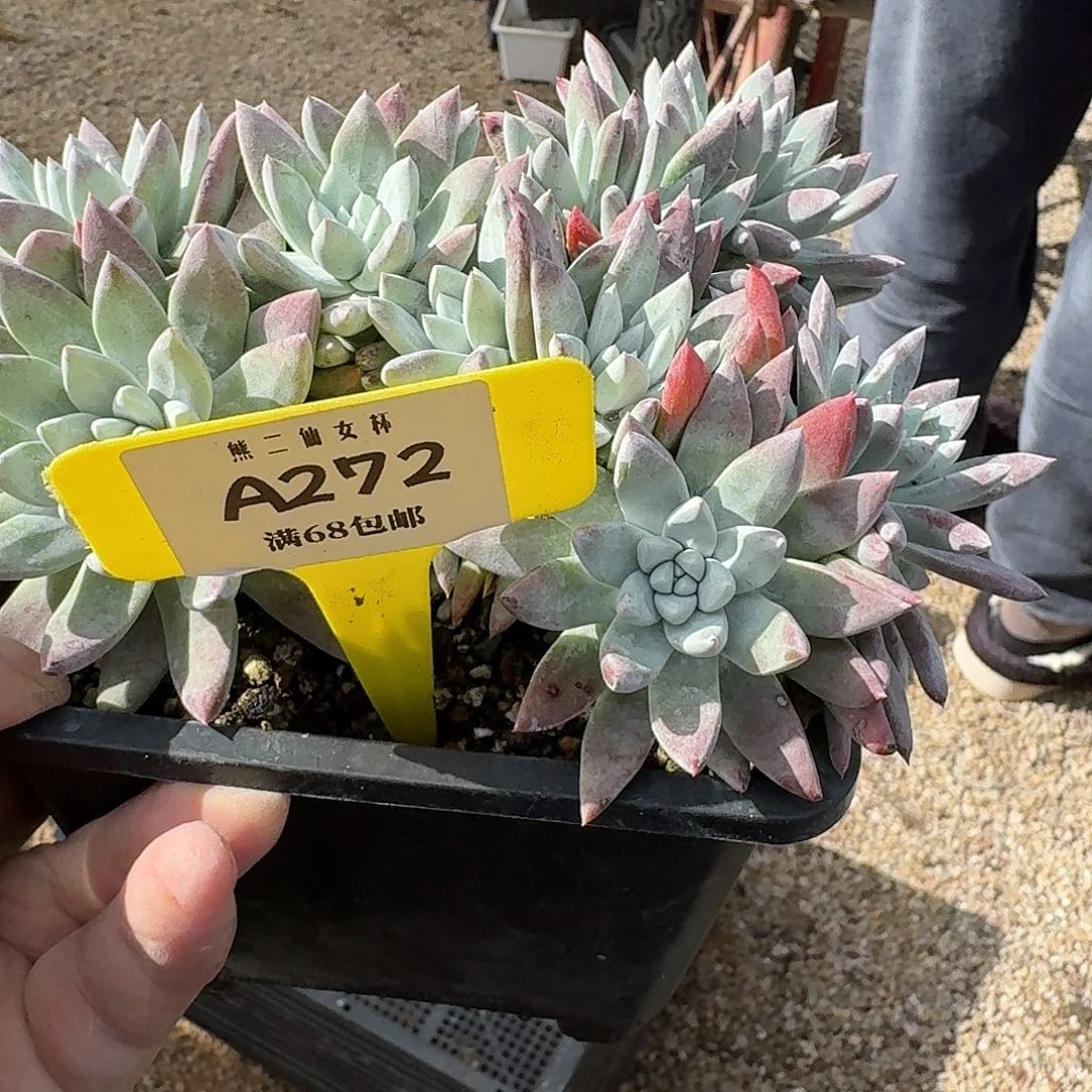修***龙多肉植物仙女杯272