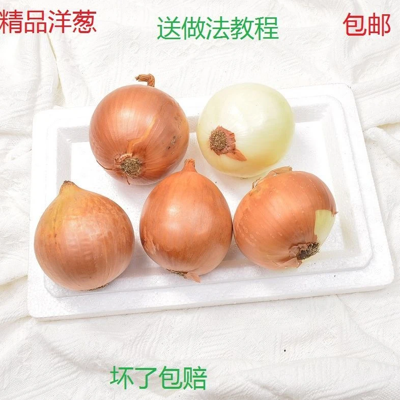 包邮精品黄皮洋葱新鲜现挖白肉脆甜可炒生吃葱头农家自种绿色蔬菜