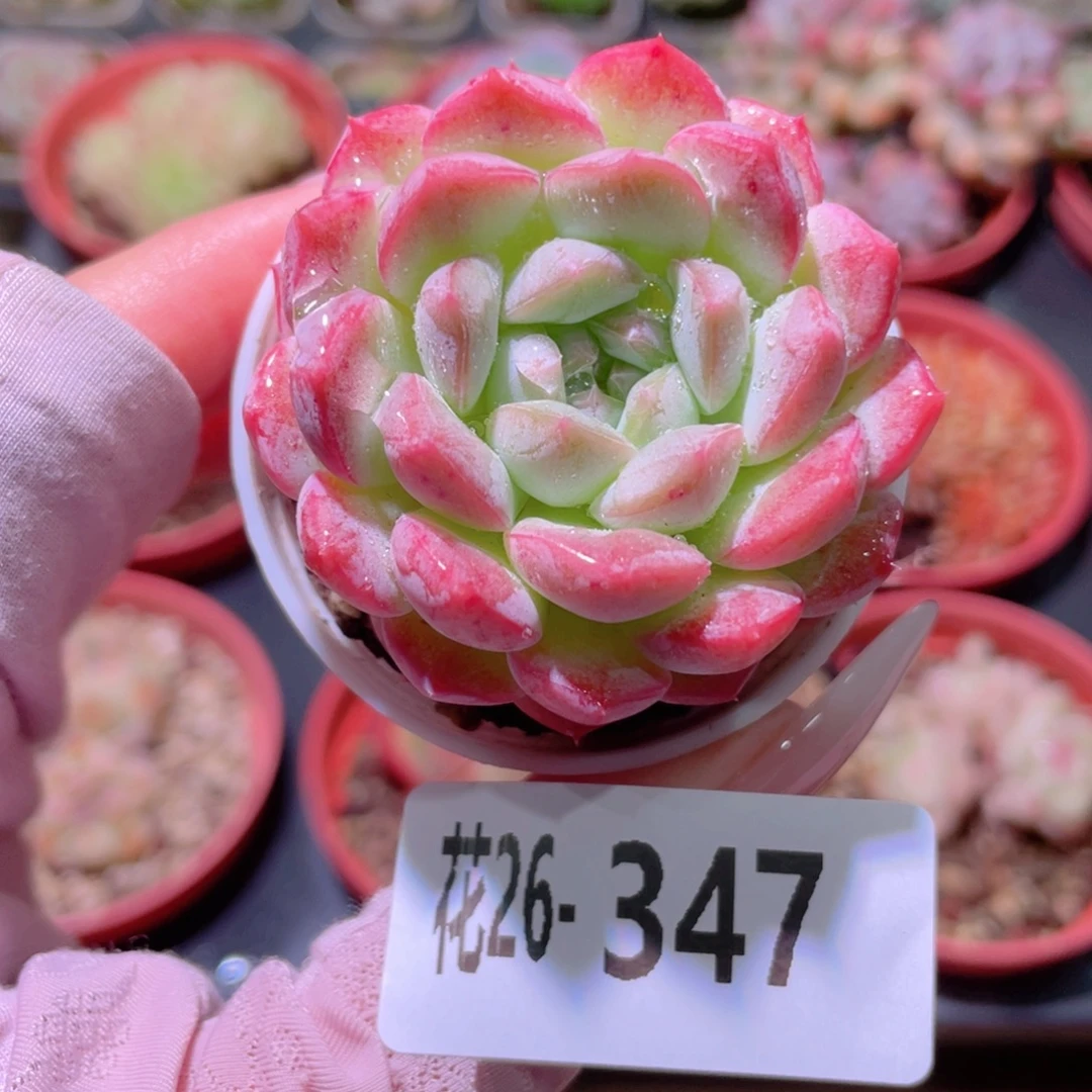 花利美26-347白桃汽水