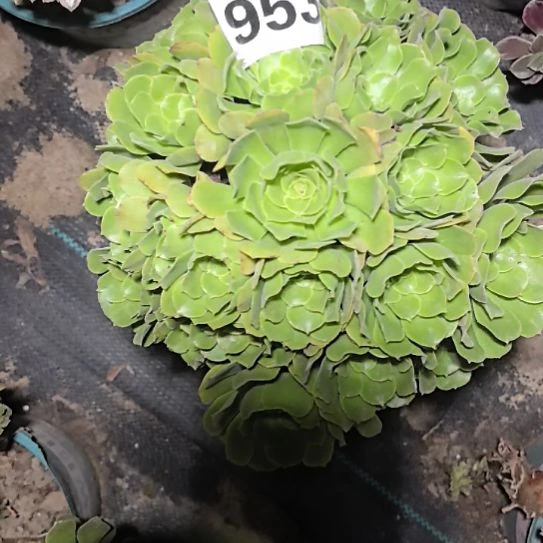 953绿羊绒2-2法师花