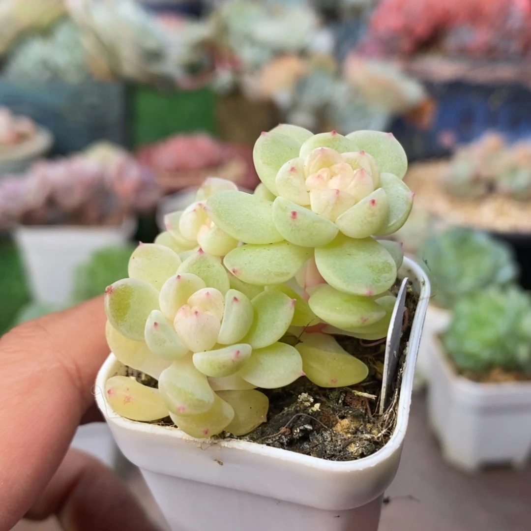 奶白色财富密码小群清棚