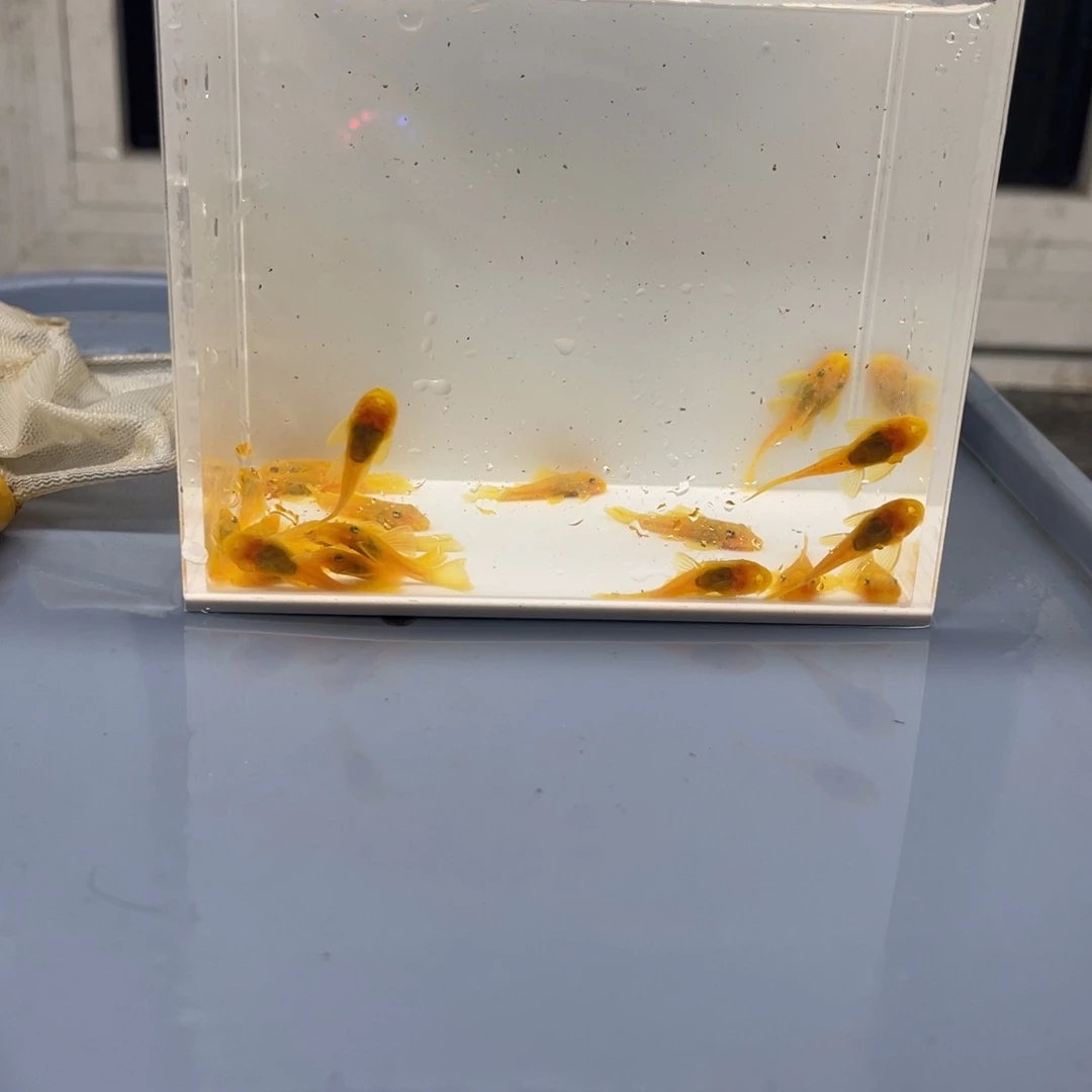 清道夫鱼小胡子20条开箱视频包损