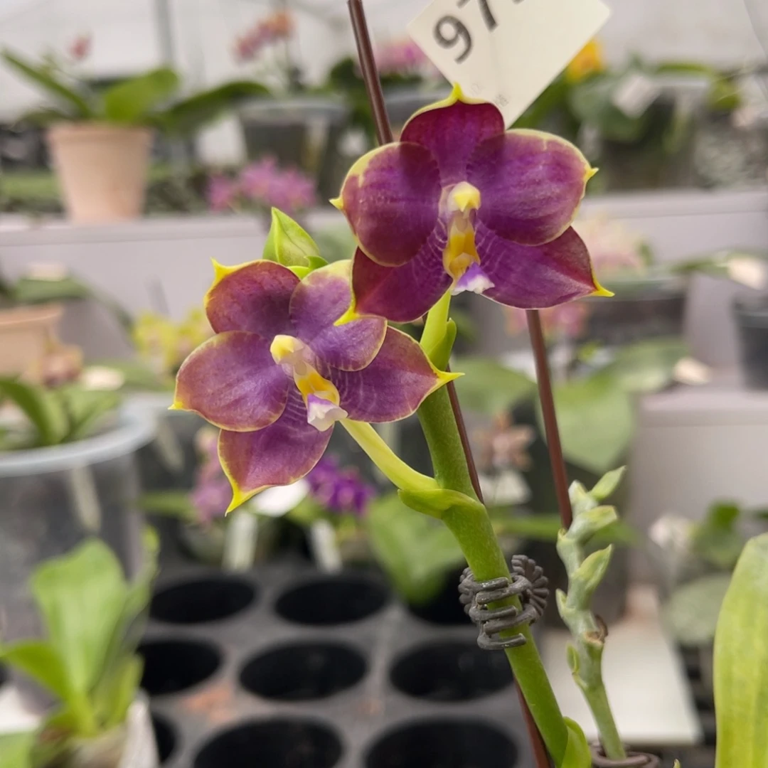 完全开放973 5寸四梗蓝企鹅 一物一拍