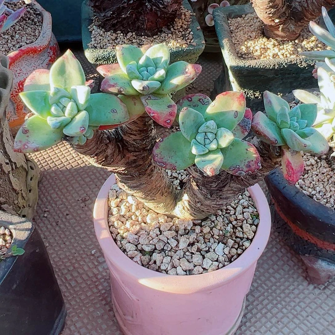 9005粗桩苹果叶仙女杯