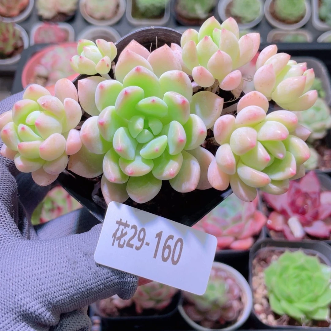 花利美29-160洛丽塔