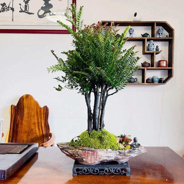 【大静字】老桩丛林紫檀盆景室内书房客厅桌面微景观植物摆件礼品
