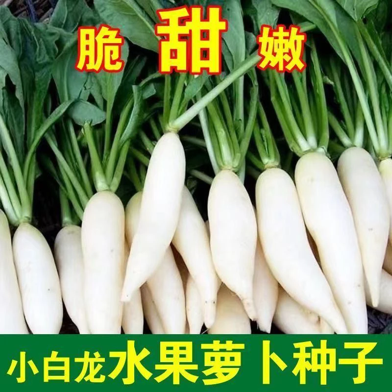 【全店满8包包邮】小白龙水果萝卜种子萝卜种籽白萝卜种子