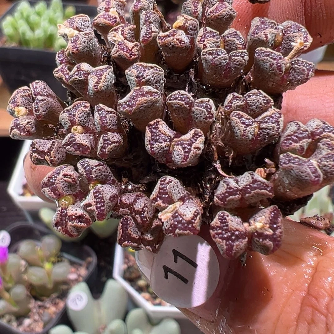 多肉植物111111111111