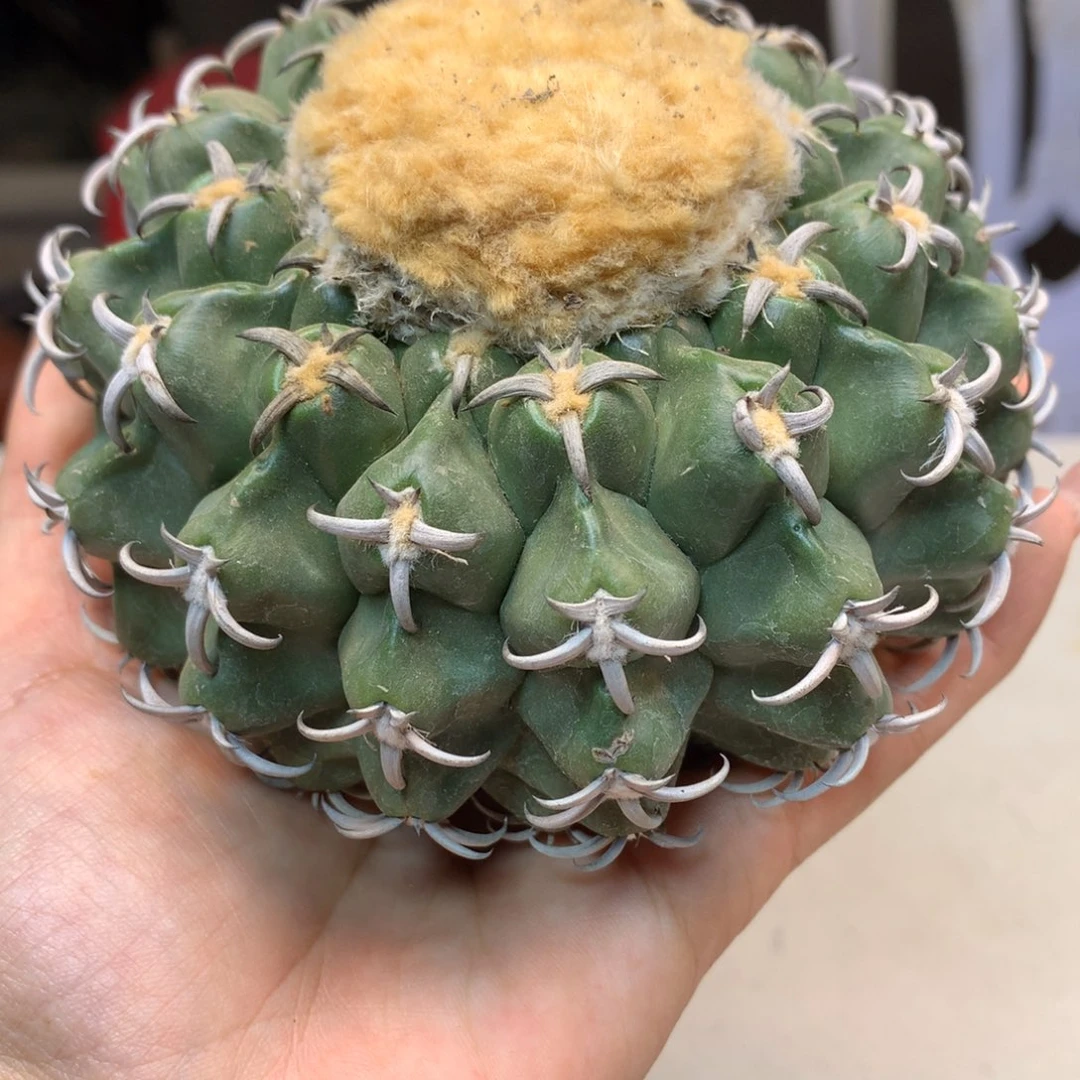17号  自根 出根 短豪刺猫爪圆盘玉11公分