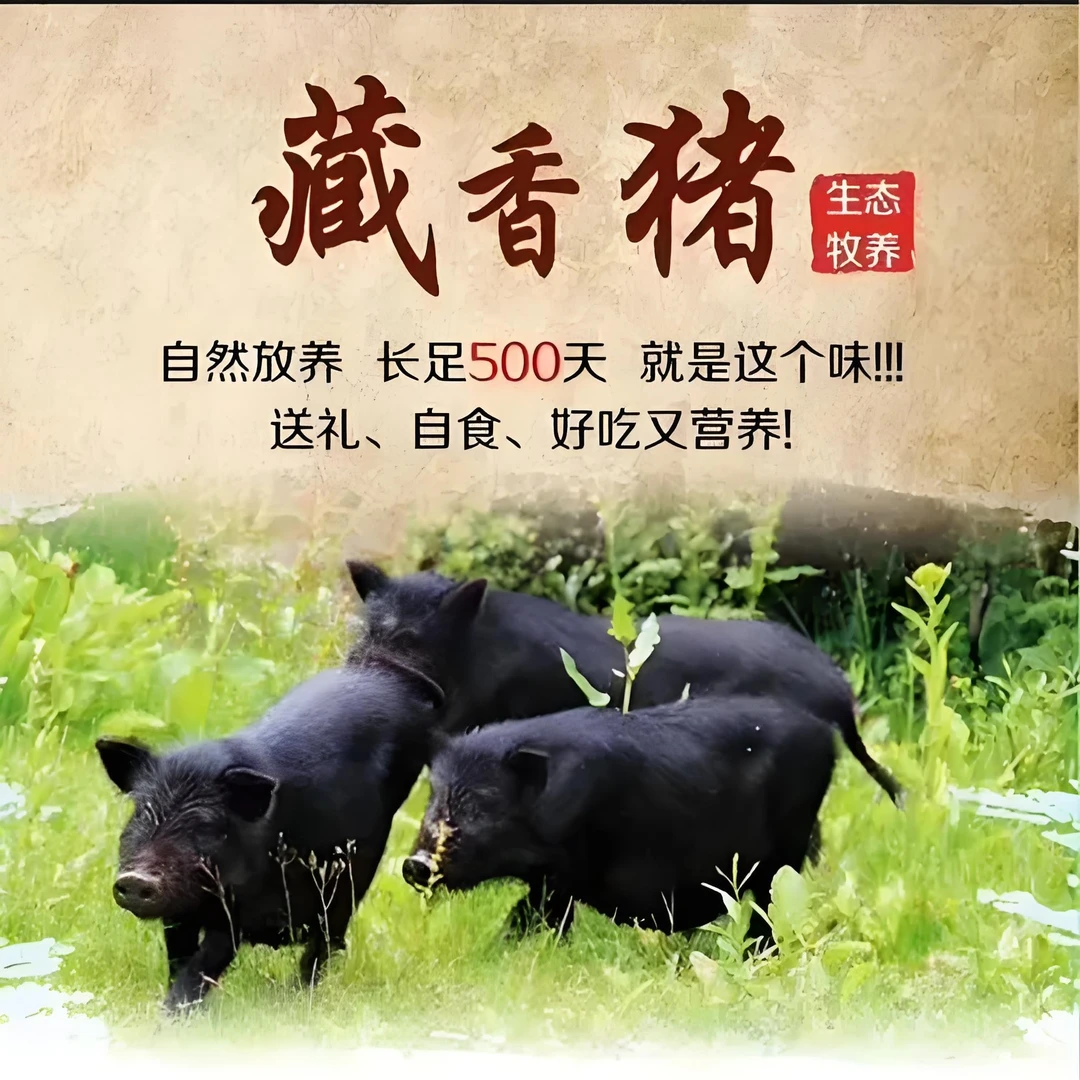 【1号直播间现称】365天纯生态放养藏香猪 （放养18个月以上）
