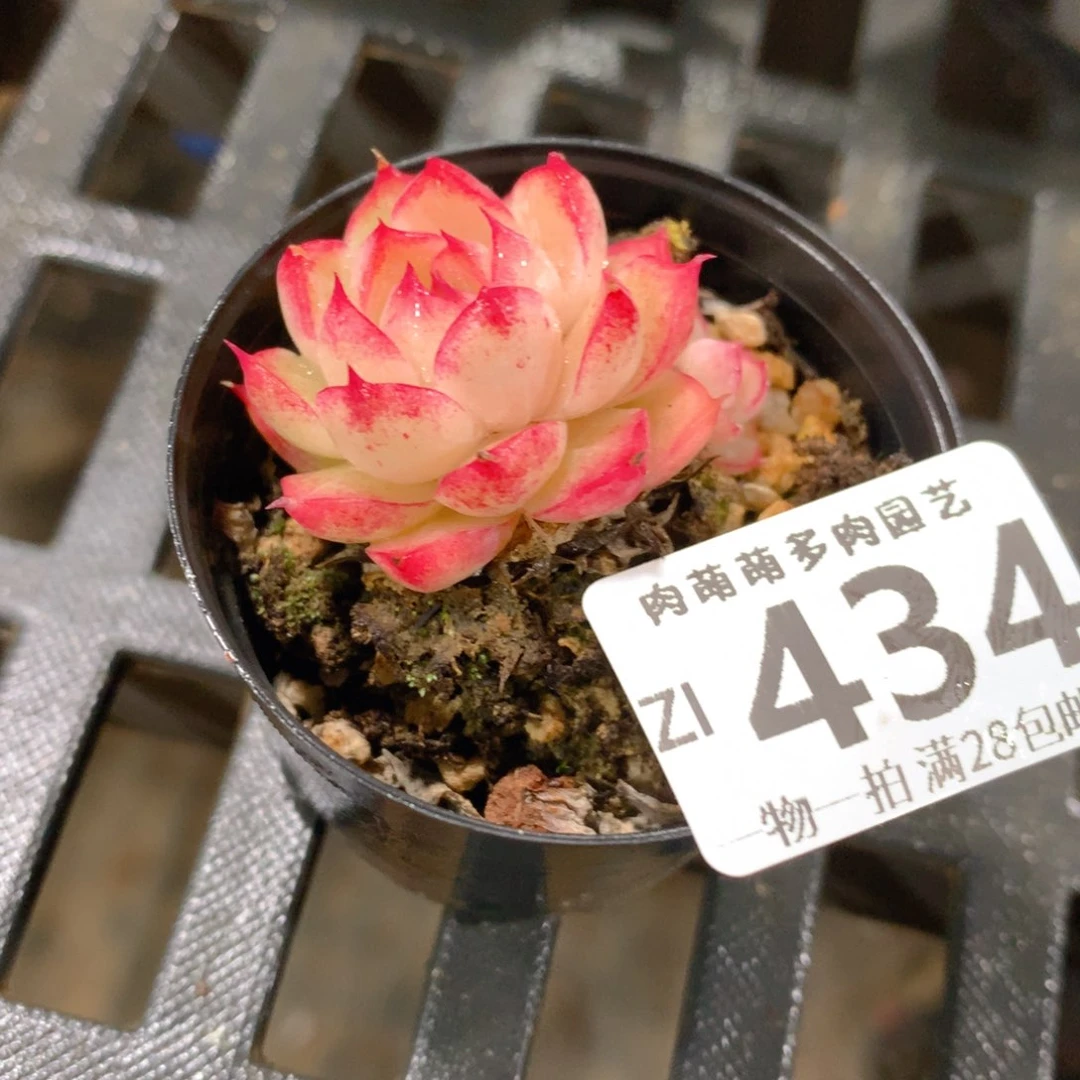 肉萌萌拇指盆精控多肉ZI434