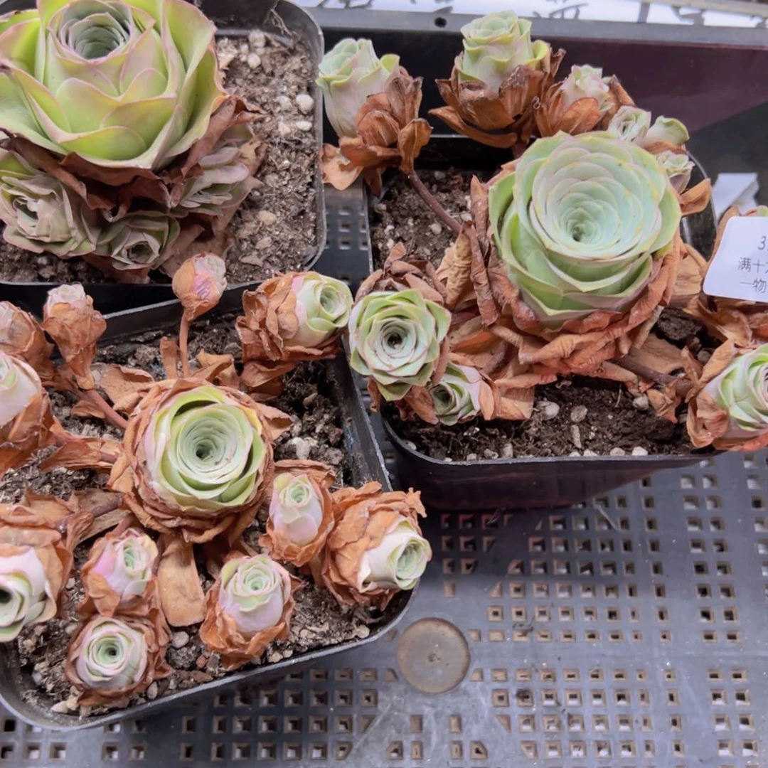 317 侧牙掉了不包损无售后