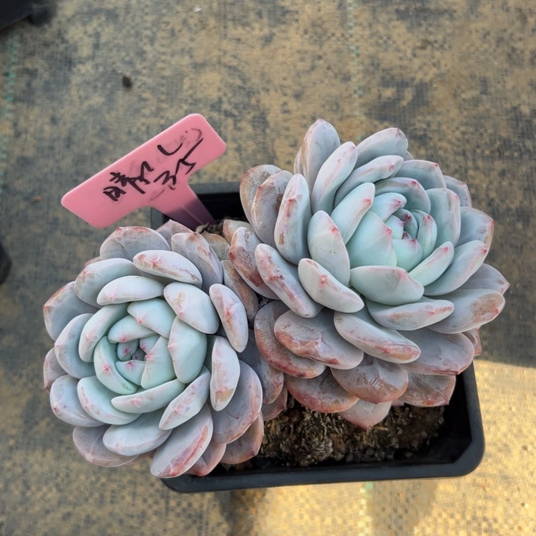 晴****橙子1111111111111