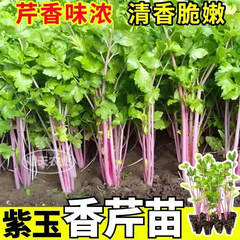 香味浓紫玉香芹苗秧西芹根芹红芹四季小香芹水果芹菜种子四季盆栽