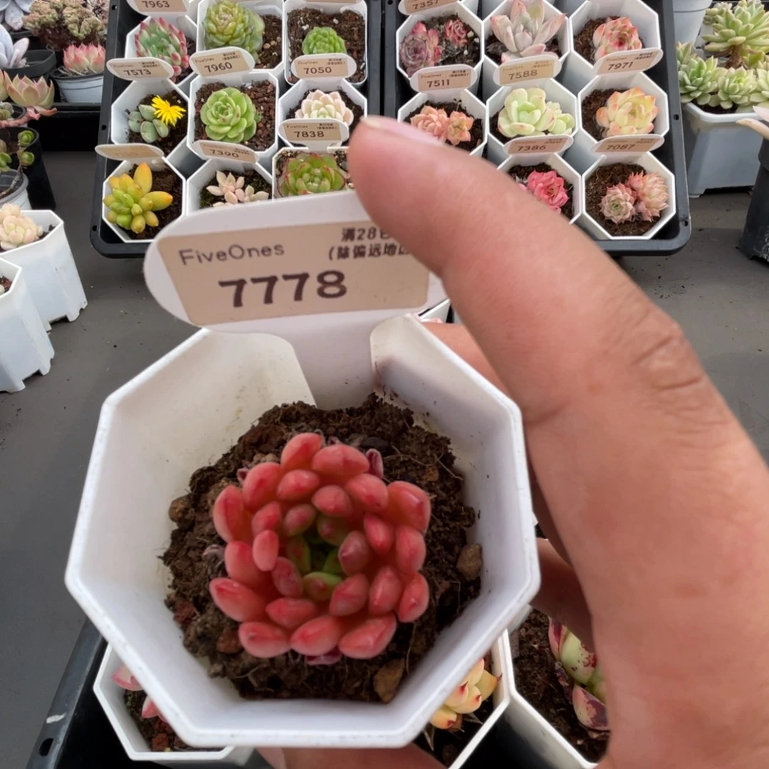 7778红宝石3.0厘米