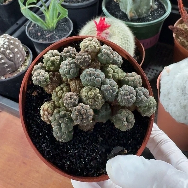 随***吧足球团扇仙人球123