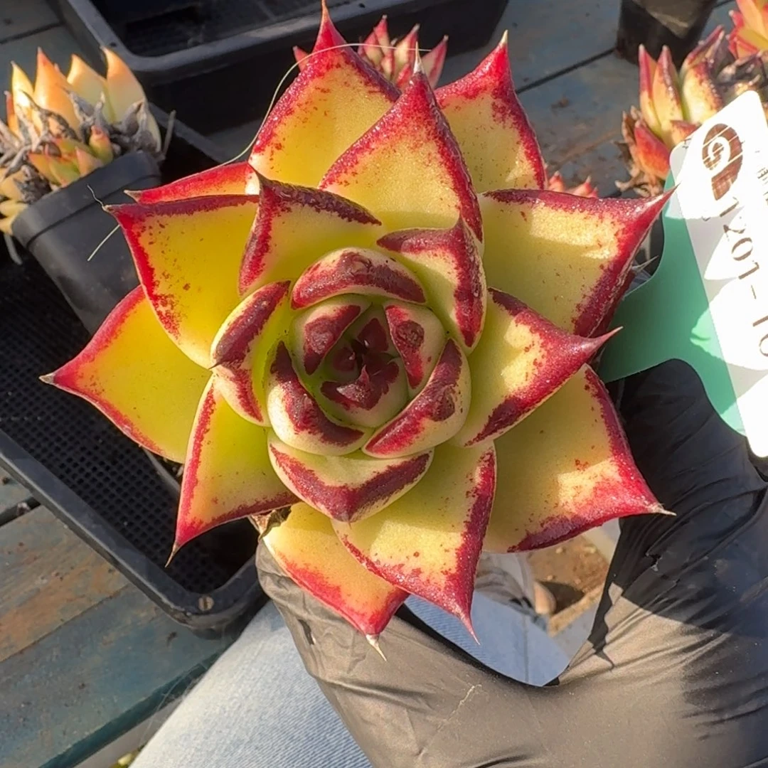 从前慢多肉精选编号1201.10