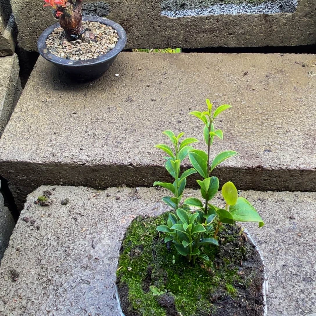 风***筝当前无花朵，栽培后可花朵