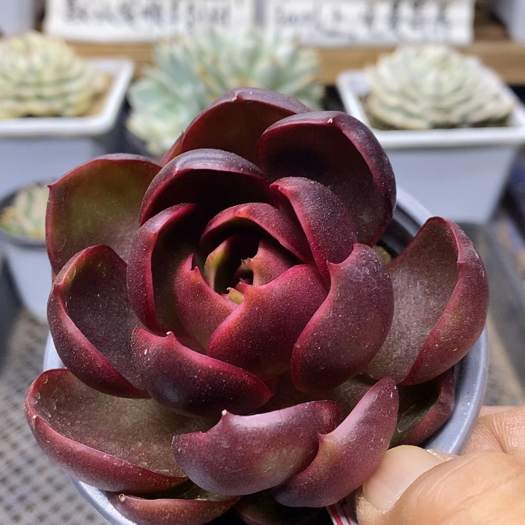 22199 红灯多肉植物