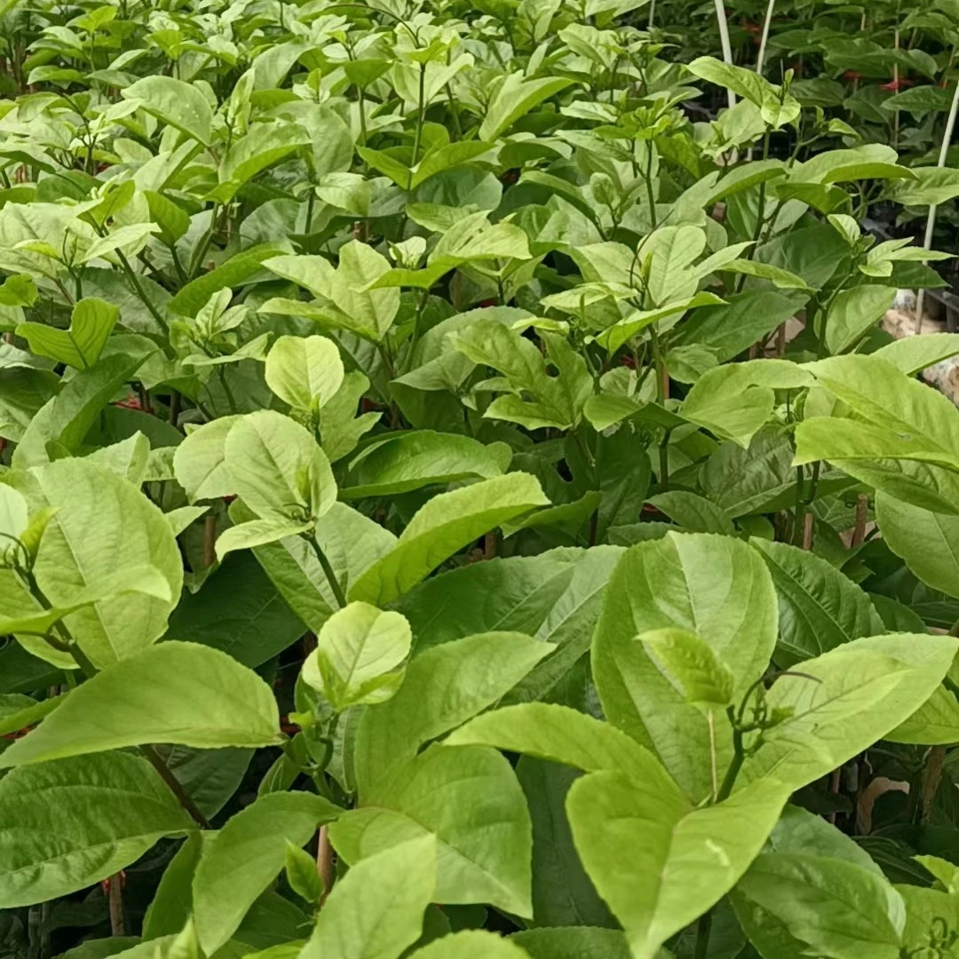 纯甜黄金百香果嫁接苗