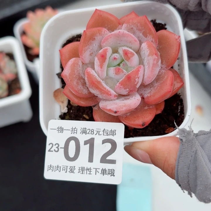 奶盖多肉无盆土发货