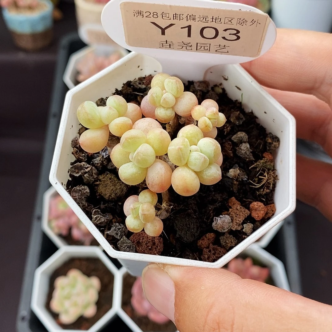 0103 泡泡糖群 4cm