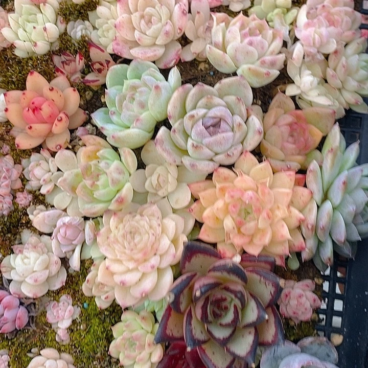 205 多肉植物盆栽花卉植物